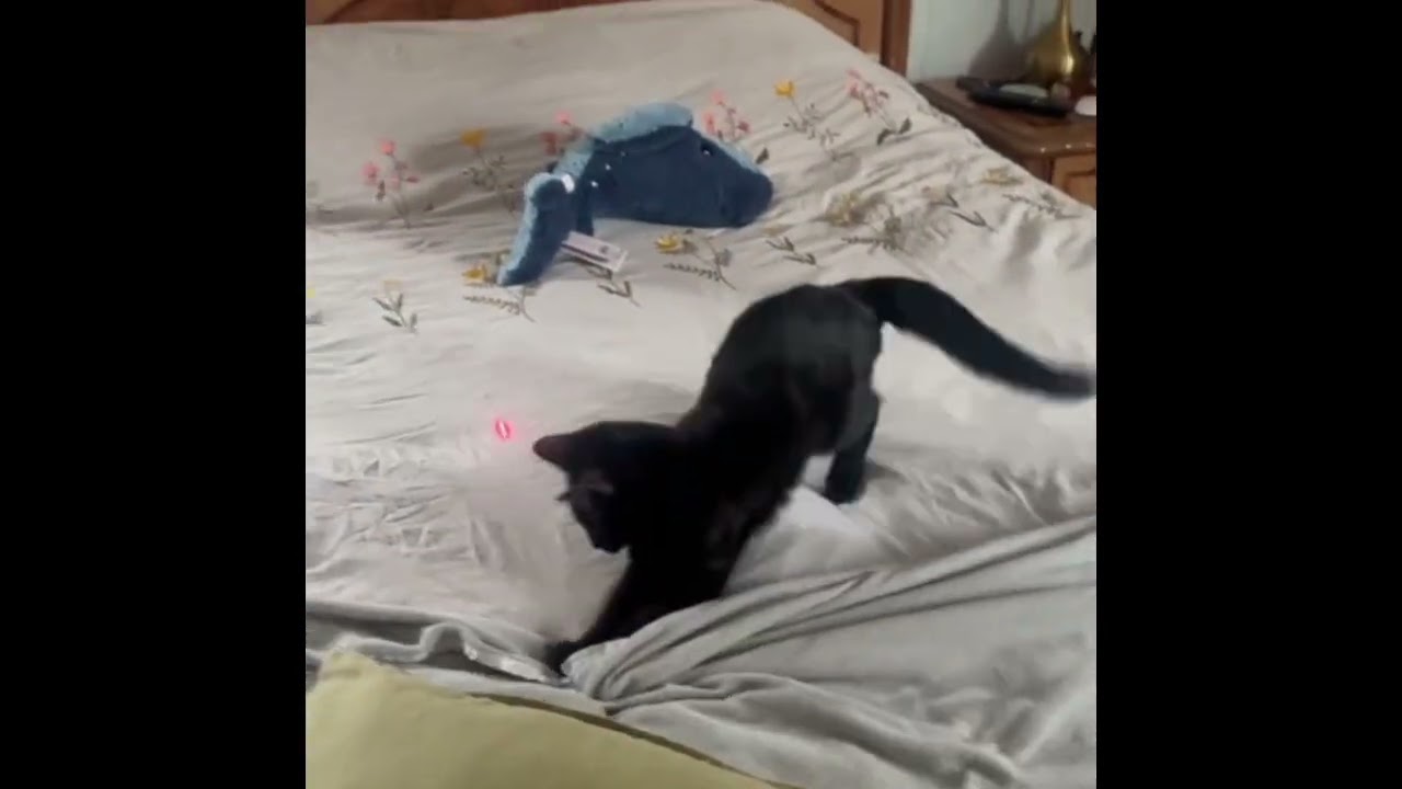 The Impossible Mission: Luna & Alfie vs. The Red Dot! 