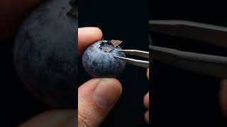 Macro ASMR #blueberry #asmr #asmrsounds #macro #youtube #youtubeshorts #aivideo #aitools