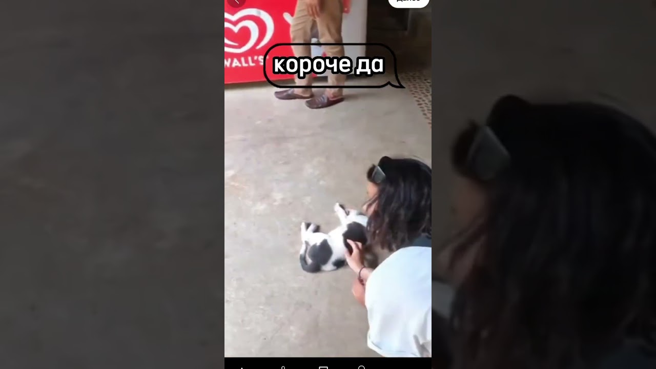 Собака терапия на Самуи 