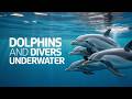 Dolphins Go Scuba Diving With Humans