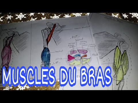 Vidéo: Muscles Des Bras: Anatomie, Fonction, Diagramme, Conditions, Conseils De Santé