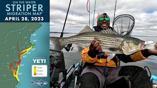 Striper Migration Report | April 28, 2023