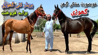 Desi Mushki Ghabhn Ghodi For sale | Kuli Ghodi  | Horse for sale