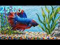 👉 “Betta Fish Aquarium Timer 🐟 | 25 Minutes Relaxing Study Timer” #studywithme #anime #focustimer