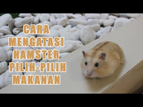 Video: Cara Memilih Makanan Untuk Hamster Anda