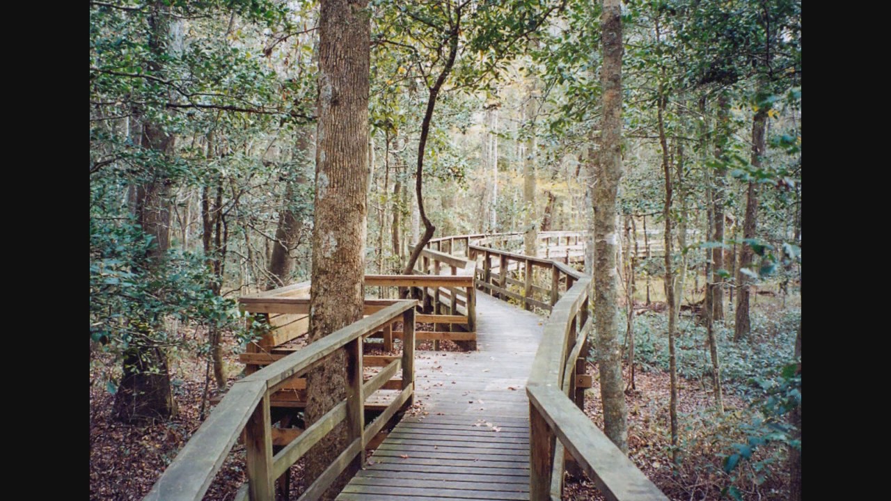 Congaree National Park Boardwalk Trail, Eastover, South Carolina YouTube