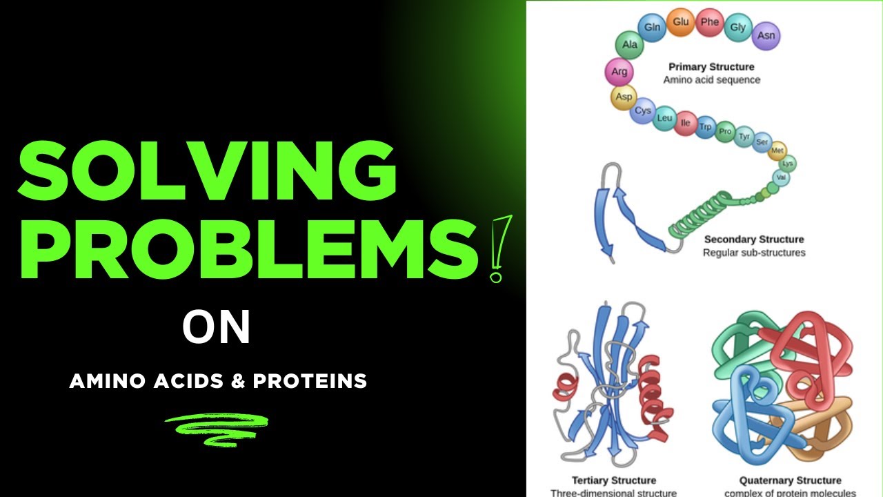 MCQs on Amino Acids and Proteins - YouTube