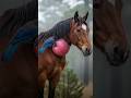Bird Rescues Horse by Removing Caterpillar #birds #wildlife #nature #wildliferescue #shorts
