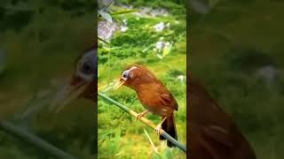 Download Lagu Suara Burung Terindah,,#burung #burungcantik #suaraburung MP3