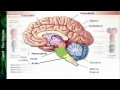 Neurociência Básica - Aula 01 - Função e Organização do Sistema Nervoso