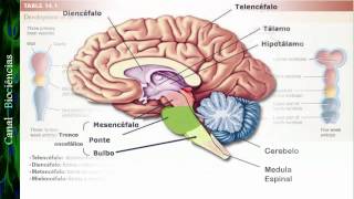 Neurociência Básica  Aula 01  Função e Organização do Sistema Nervoso