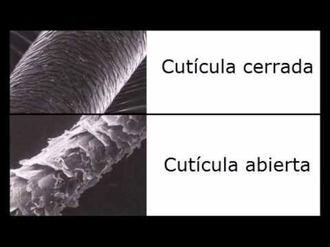 Vídeo: Cutícula: què és?