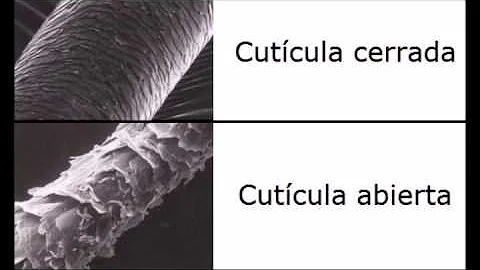 ¿Qué abre las cutículas del cabello?