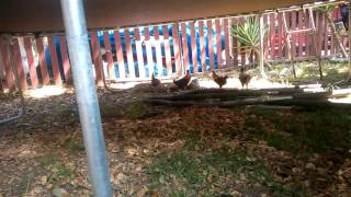 coop night train chickens