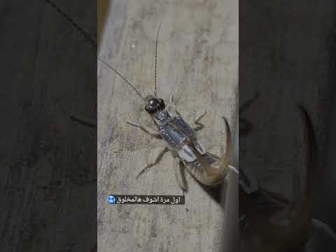 حشرة إبرة العجوز