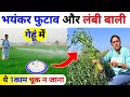गेहूं में 1चमत्कारी स्प्रे 😲 भयंकर फुटाव 💥बालियां लंबी | gehu me kalle kaise badhaye | Gehu ki kheti