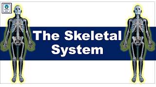 Types of Skeleton in Biology | Endoskeleton, Exoskeleton, Hydrostatic Skeleton @pardhaighar