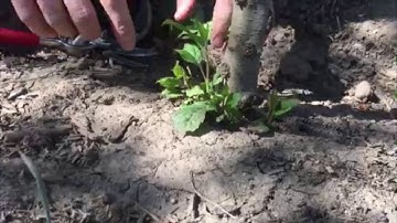 How to Remove Suckers so They Don