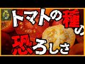 スーパーで買ったミニトマトの種を植えたらとんでもないことになった【再生栽培】