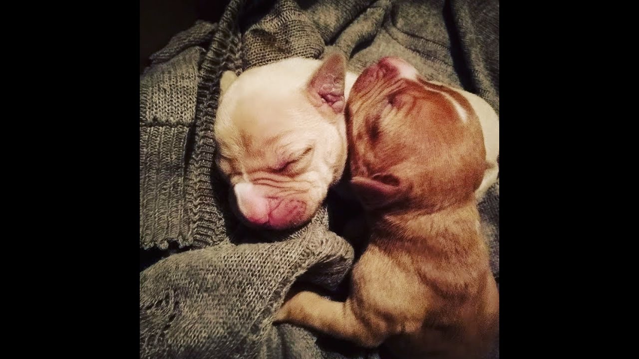 Как правильно кормить щенка на примере American Pitbull terrier