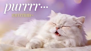 Deep Purr Therapy: 30 Minutes of Relaxation for Stressed Cats