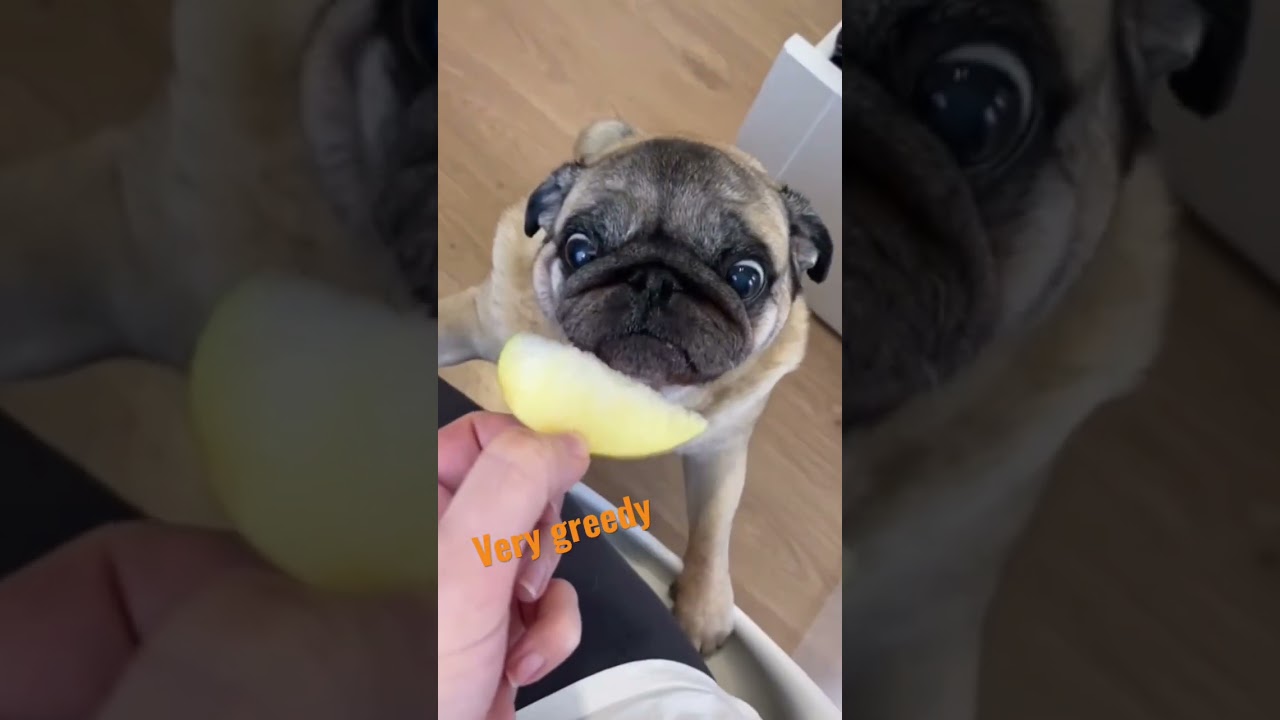 A pug eats an apple🍏🍏🍏