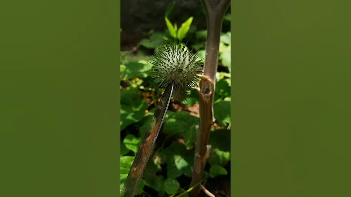 One of the worlds most poisonous plant 💀