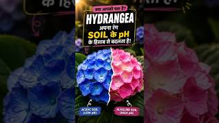 Hydrangea apna colour change karta hai 😳 Soil pH decide karta hai! #Hydrangea #SoilPH #Gardening