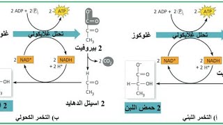 تدفق الطاقة / التنفس الخلوي (التخمر)