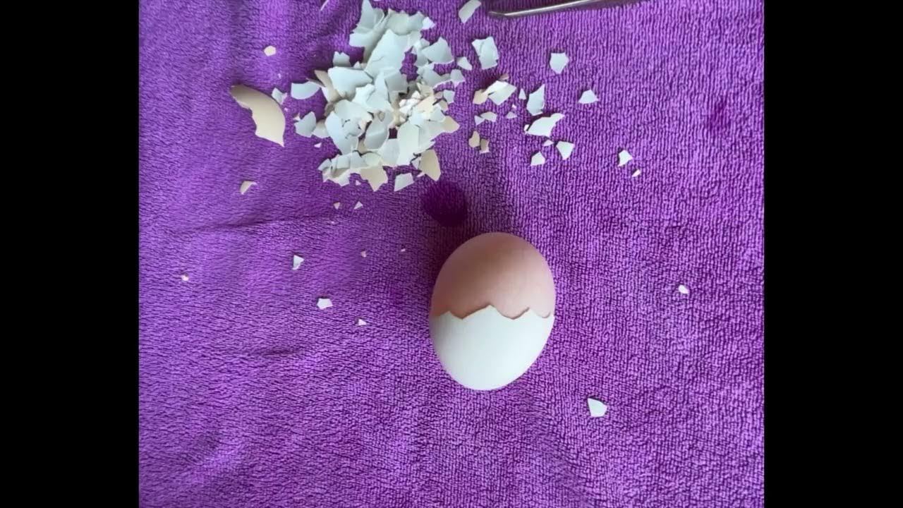 Peeling off a raw chicken egg YouTube