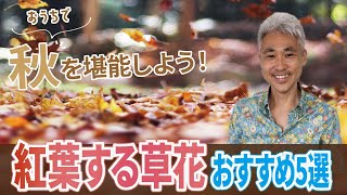おうちで秋を堪能しよう!紅葉する草花おすすめ5選 おうちで秋を堪能しよう!紅葉する草花おすすめ5選