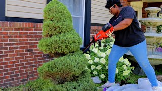 Hydrangeas : Alberta Spruce Topiary Trim My Secret to Prevent Burn  | Garden Queen