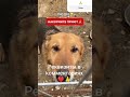 РЕКВИЗИТЫ В ШАПКЕ ПРОФИЛЯ. Не будьте равнодушными… #рек #рекомендации #помощьбездомным #приют