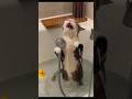 Cat's shower #shorts #catmemes #videoviral #videooftheday #gattidivertenti
