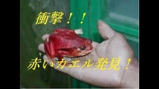 衝撃 赤いカエル発見 Youtube