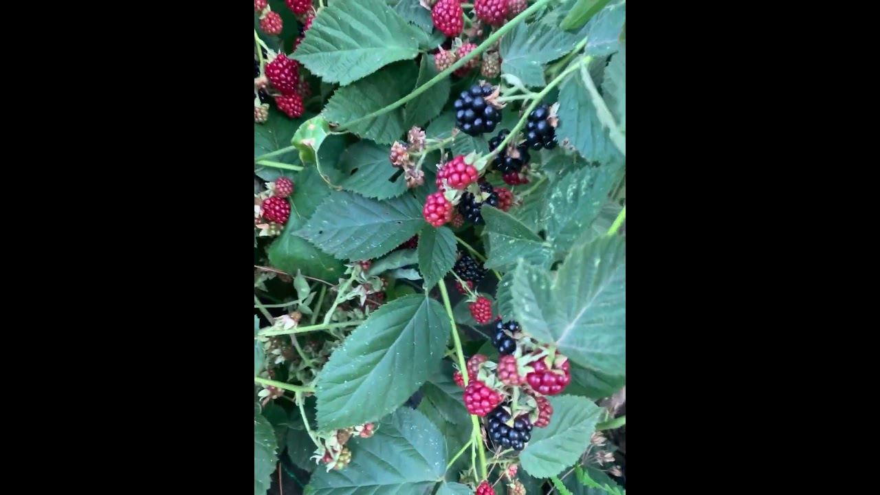 Muchas moras tenemos #nature #vivero #healthyfood #plantaciones #naturefood #moras #organicfood
