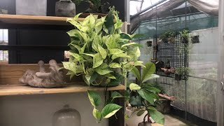 Time To Go Out - ไปซอตนไมทราน Flora Garden 新竹 Hsinchu Taiwan