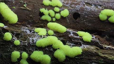 Plasmodium slime molds time-lapse documentary.