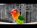 Suara Lovebird Paling Ampuh Membuat Bunyi Ke Ngekek Burung Lovebird Jenis Apapun...!!!