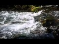 Wild Alaskan Salmon swimming upstream