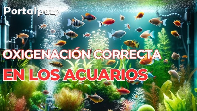 como hacer un sifonador casero para la grava del acuario 