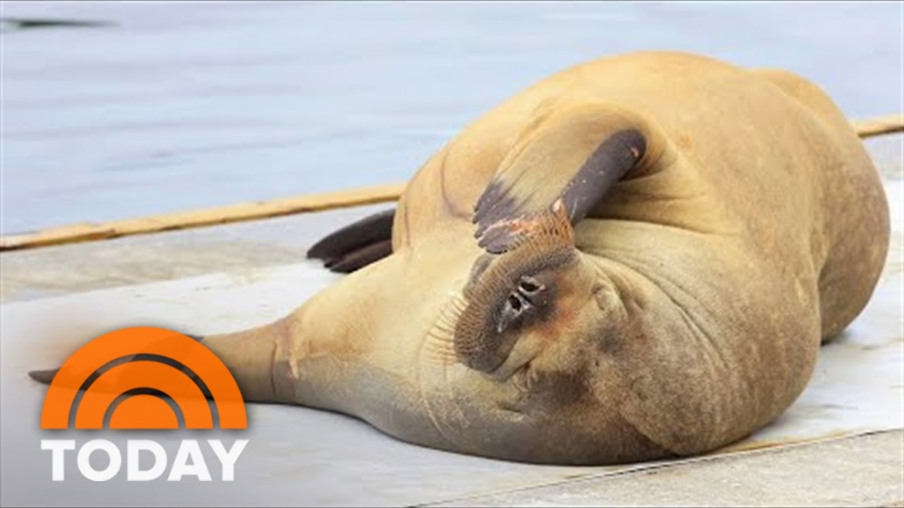 Queen Freya The Walrus Was Spotted Sinking Pleasure Boats In Norway