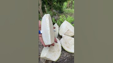 Buah Langka Maja #maja