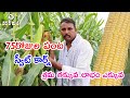 75 రోజుల పంట స్వీట్ కార్న్ || లాభం బాగుంది|| Good Profits in Sweet corn cultivation ||Karshaka Mitra