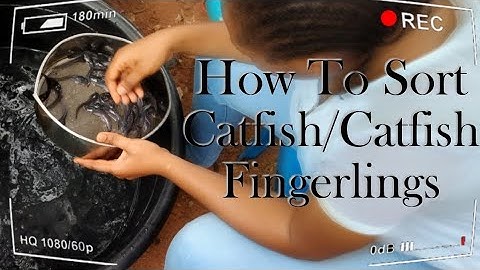 Simple Steps To Sorting Catfish | Sorting Catfish Fingerlings | Avoid cannibalism in Catfish!