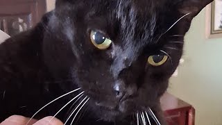 The Astrology of March 15, 2026: Beware the Ides of March...Et tu` Brutus?