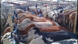 56 | Cow Market | big big Indian and Desi cow | Eid ul-adha | Gorur Haat 30-07-201