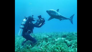 Andy Casagrande: Filming Great White Sharks Uncaged, Cinematography and Life Lessons Wealth