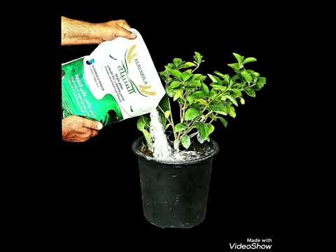 فوائد الجبس الزراعي للنباتات