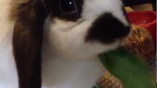 Download Lagu Sophie the rabbit honking MP3 Download Lagu Sophie the rabbit honking MP3